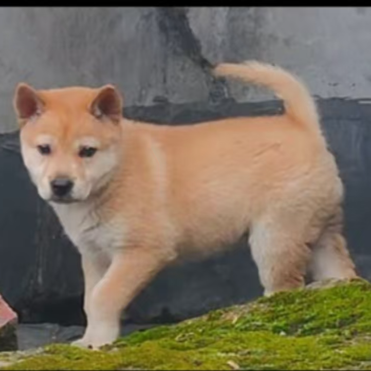 （老狗家）中华田园犬活体土狗链接  一狗一拍