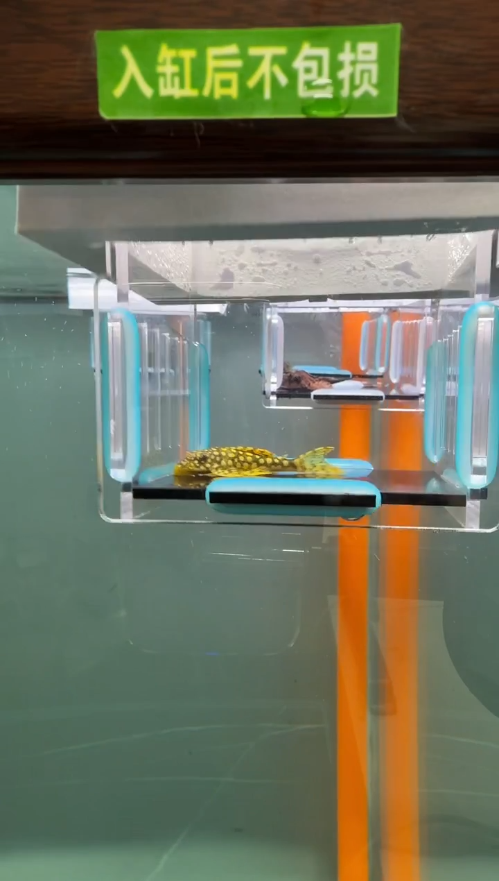 清道夫鱼020号14入缸不包损录制完整开箱视频5厘米