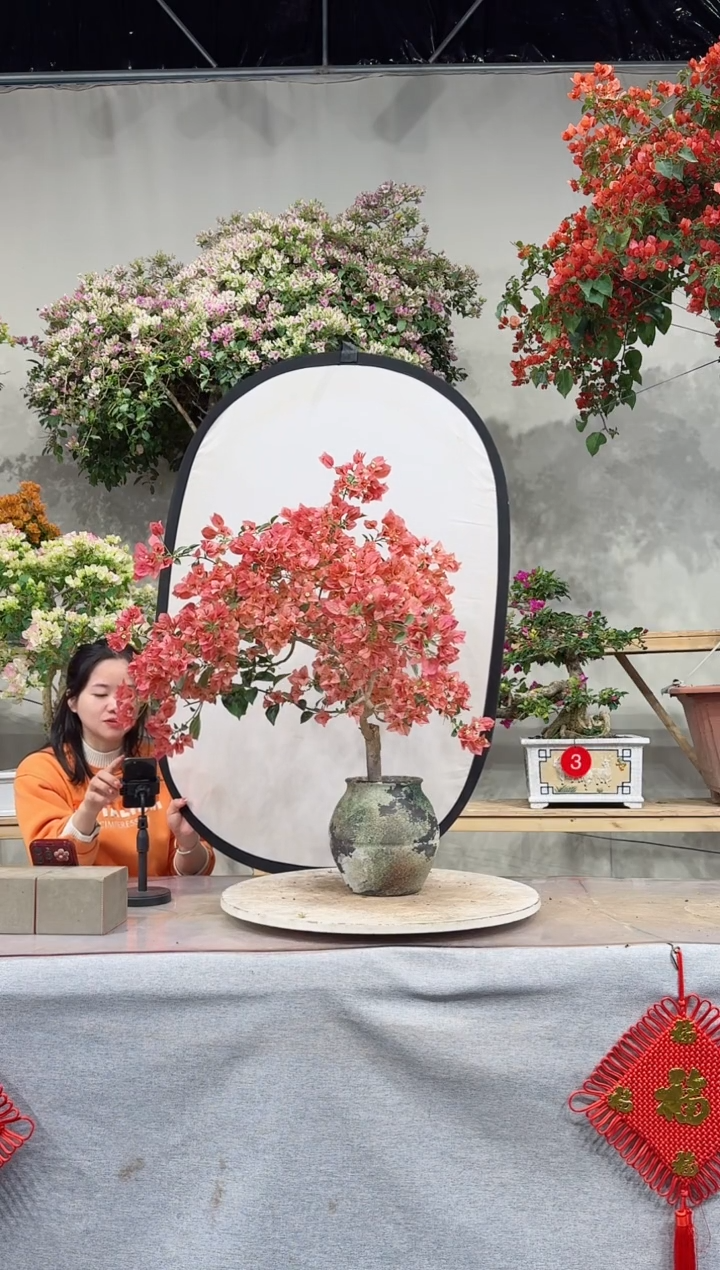 【闪购商品】盆景卡亚塔