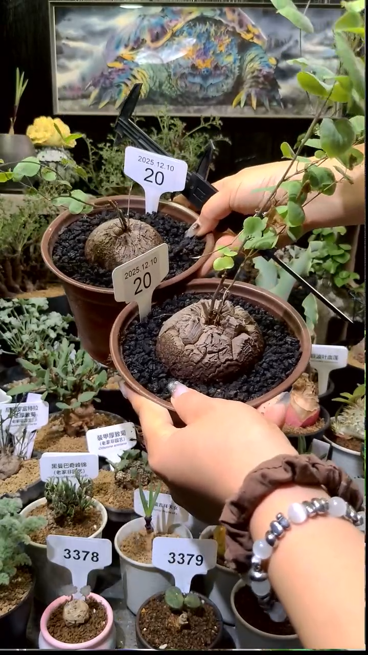 20号1210福利南非龟甲龙买一送一