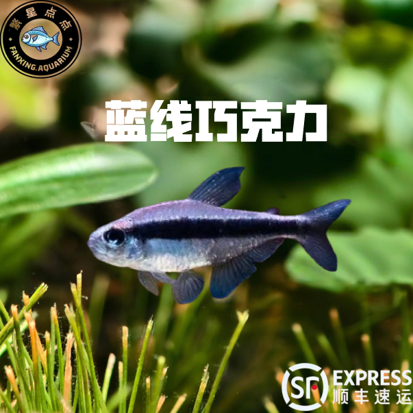 蓝线巧克力霓虹小型灯鱼热带鱼南美鱼高端鱼草缸鱼群游观赏鱼