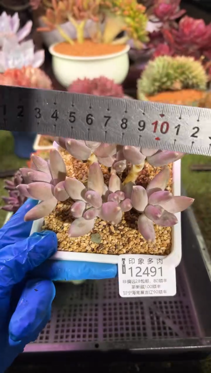 【闪购商品】12491