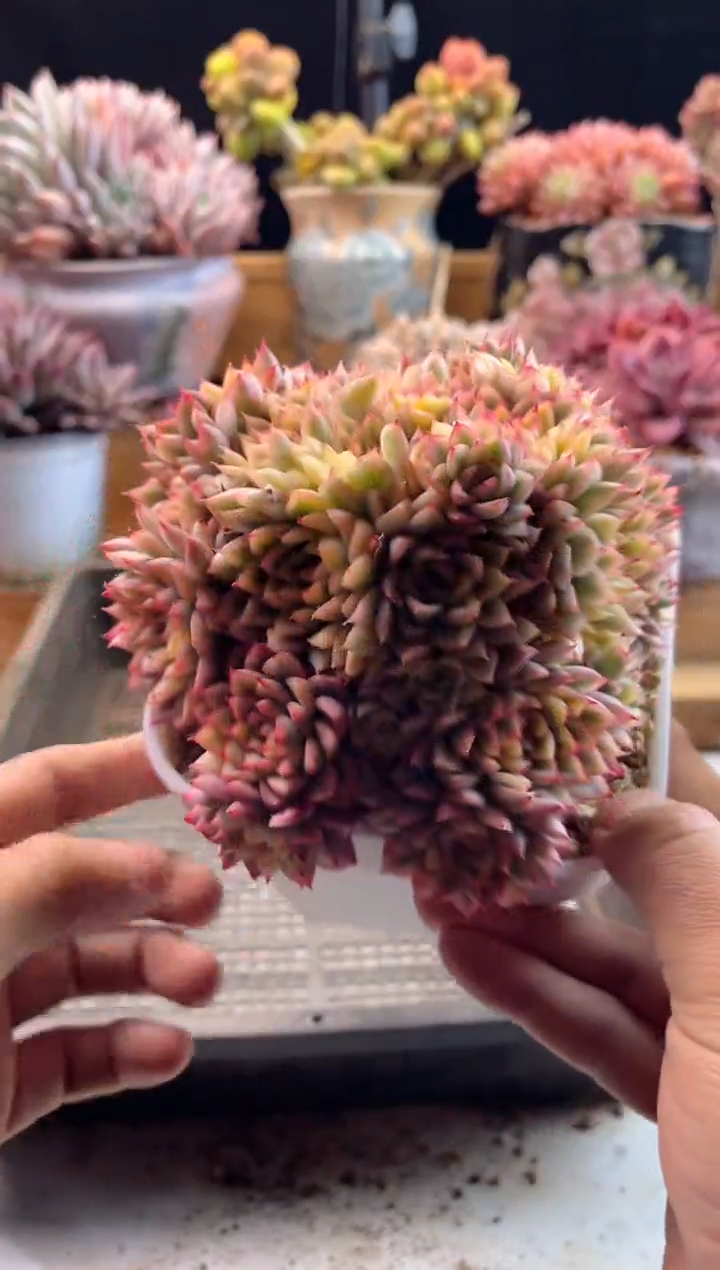 【闪购商品】3.6-68女雏锦