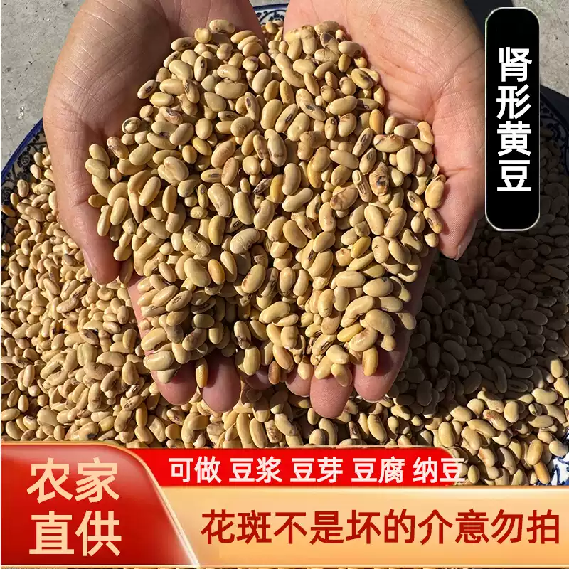肾形小黄豆农家自产黄豆老品种笨黄豆发芽豆浆豆专用