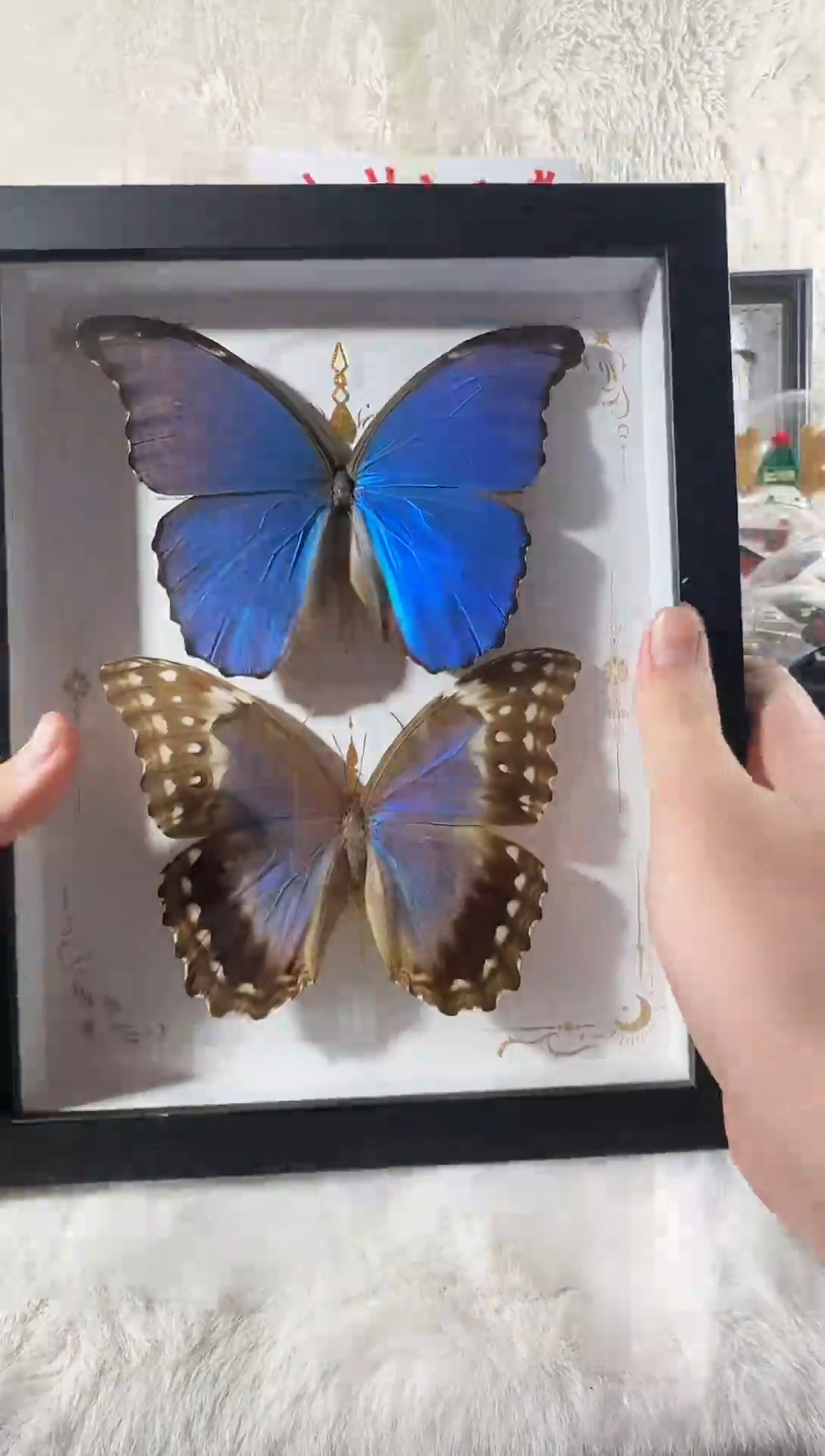 木大蓝闪蝶雄雌双生10寸相框