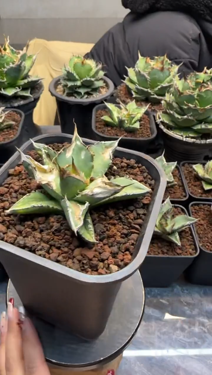 【闪购商品】实生籽播仁王冠龙舌兰