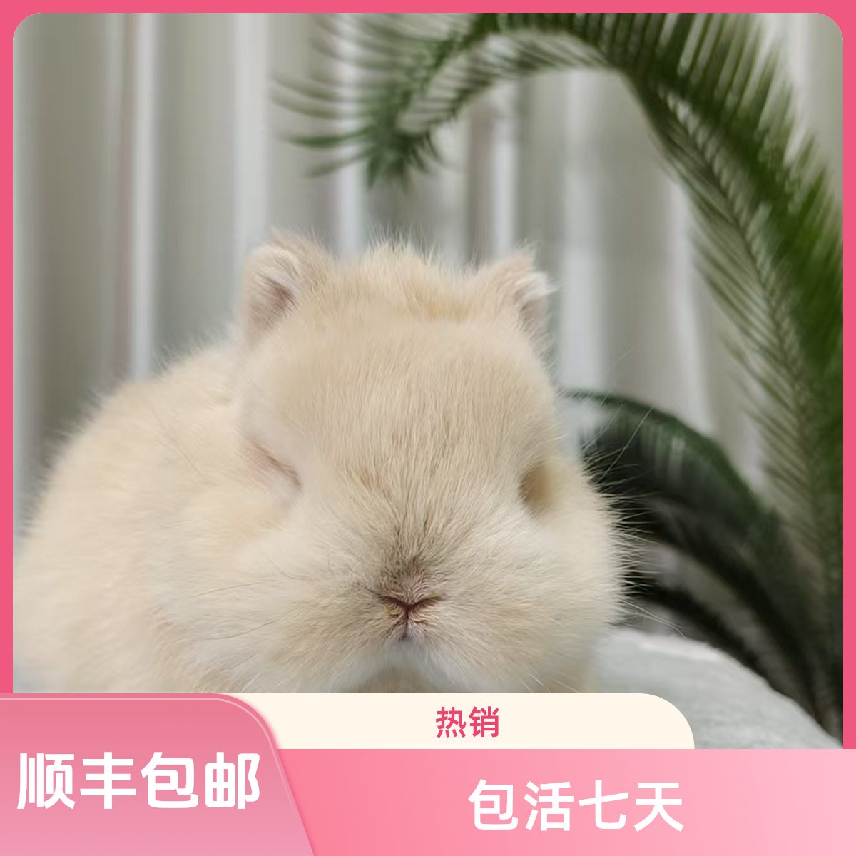 活体宠物兔直播间一对一挑选不支持七天无理由买了就要认真对待