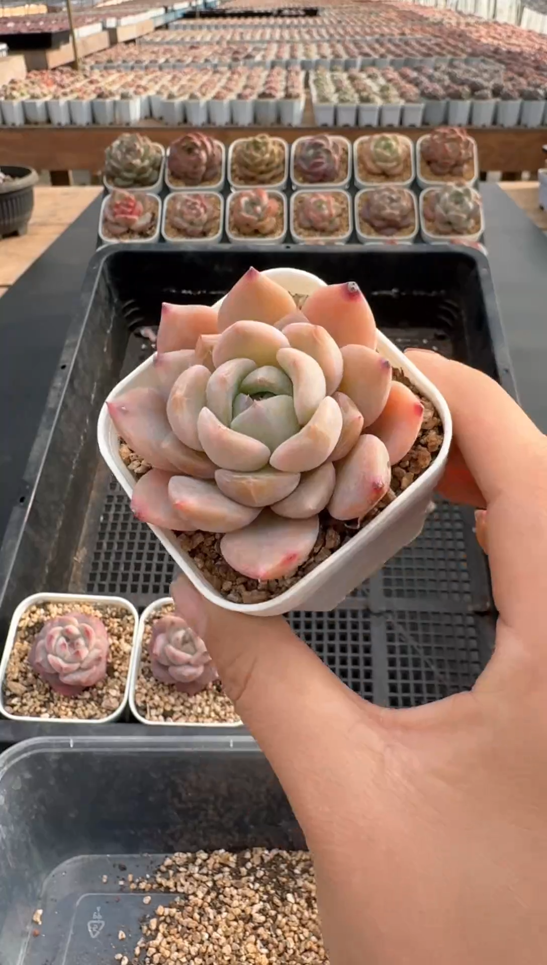 【闪购商品】882E号一物一拍多肉花卉植物3颗起发