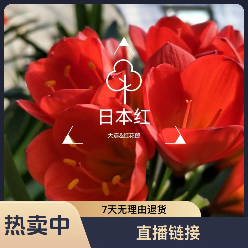 花艺君子兰直播链接