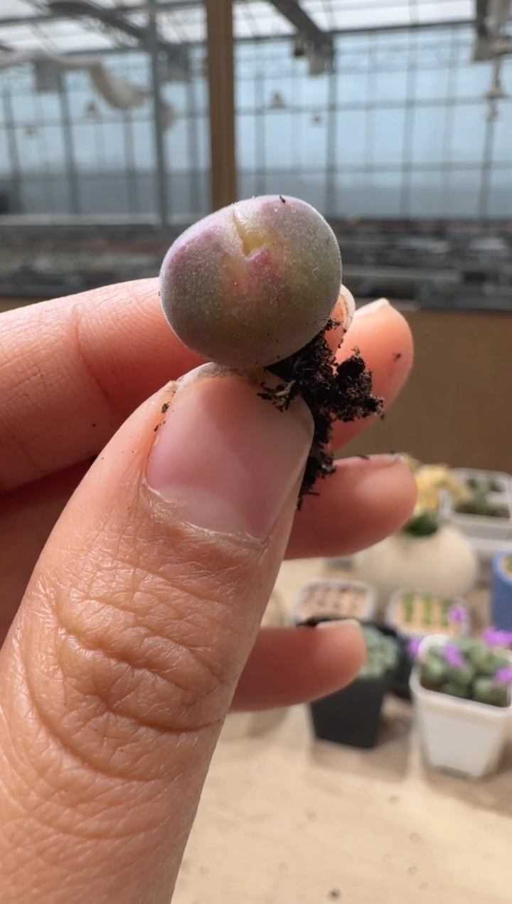 用****010-83多肉植物肉锥