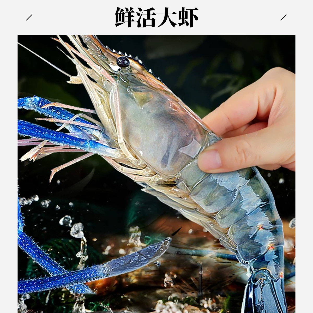 鲜活罗氏虾  2斤