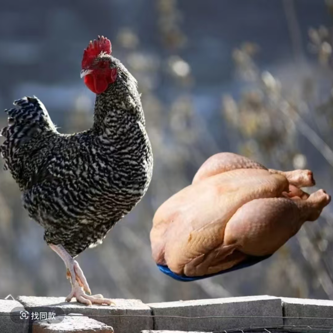 半大黑芦花肉质鲜美