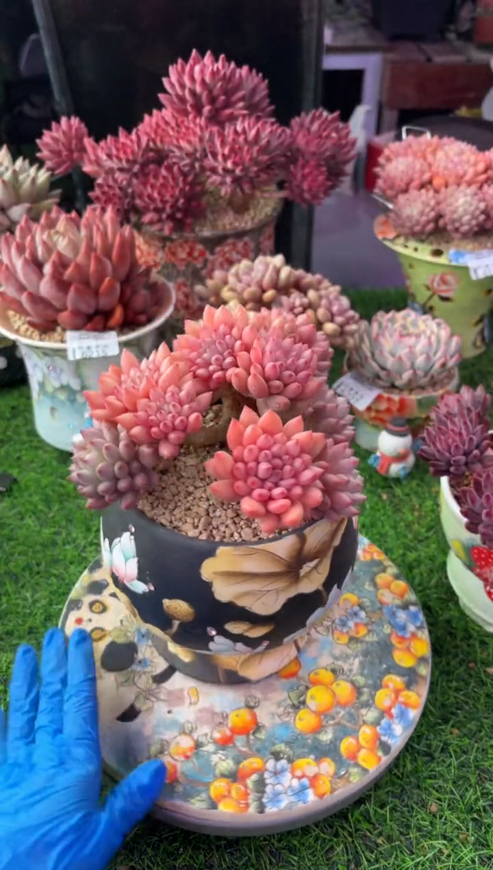 昆明印象多肉6338