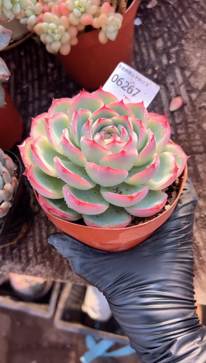 呆***桑阿迷洲多肉花卉06267