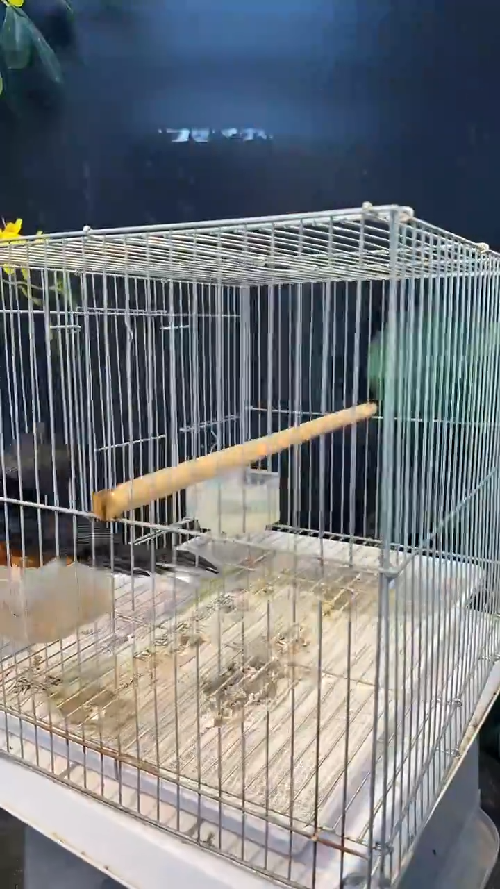 虎皮鹦鹉84号  长尾 养笼0元起拍