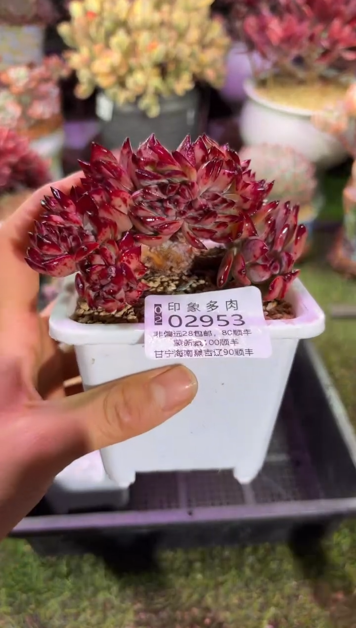 【闪购商品】02953