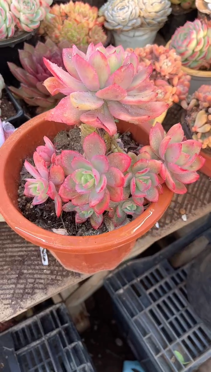 (****寻多肉植物一物一拍21358