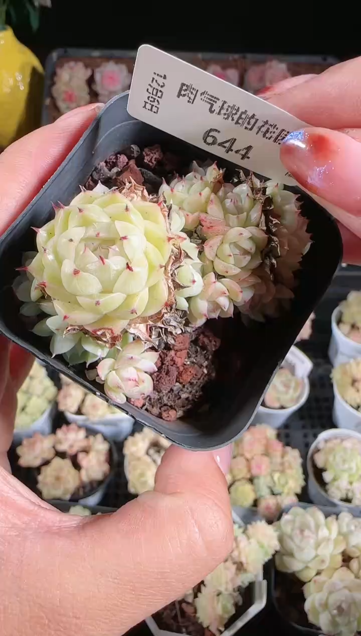 1206-644多肉群生不包整