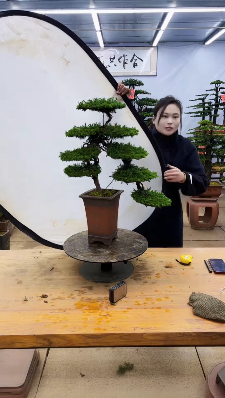 【闪购商品】高端盆景一物一拍，所见即所得