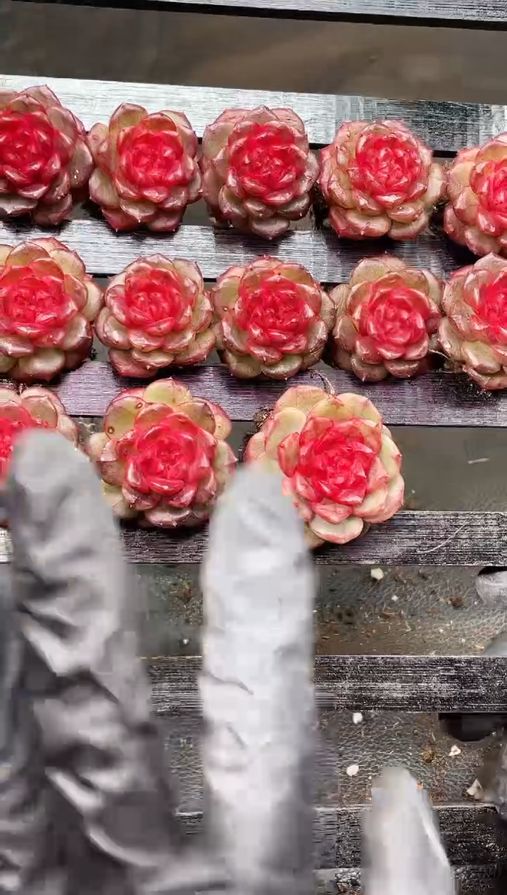 17-58蓬莱3-4厘米量拍发一颗