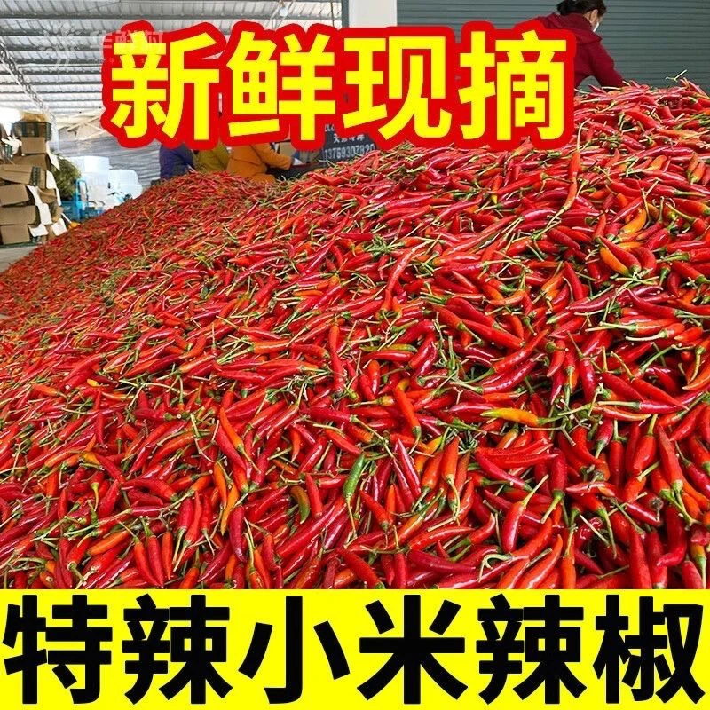 Y小米辣 新鲜采摘特辣小米椒现摘现发可做泡椒剁椒