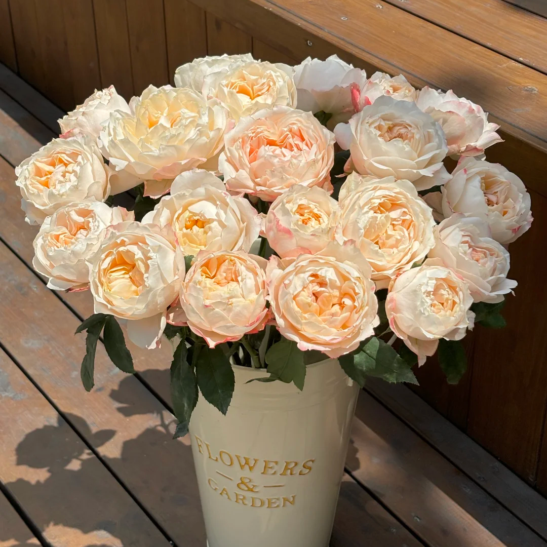 x【苏琪公主单头】雪姐  一单中通 两单顺丰/德邦+保鲜剂5包+配草