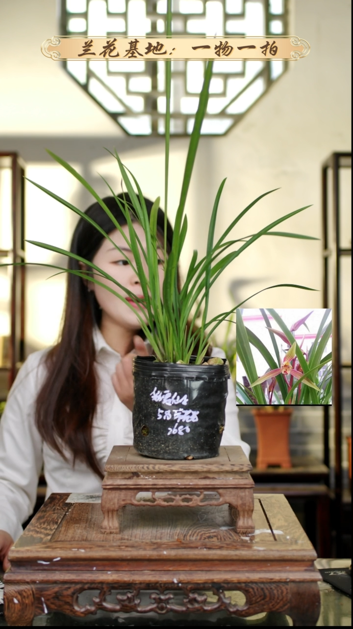 完全开放彩霞仙子5苗带花苞