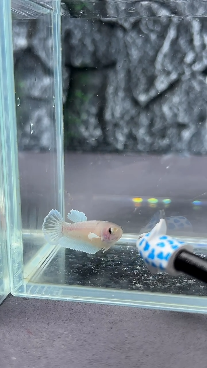 斗鱼竞拍链接A009