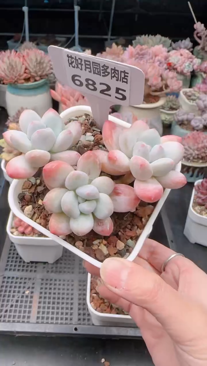 【闪购商品】6825.