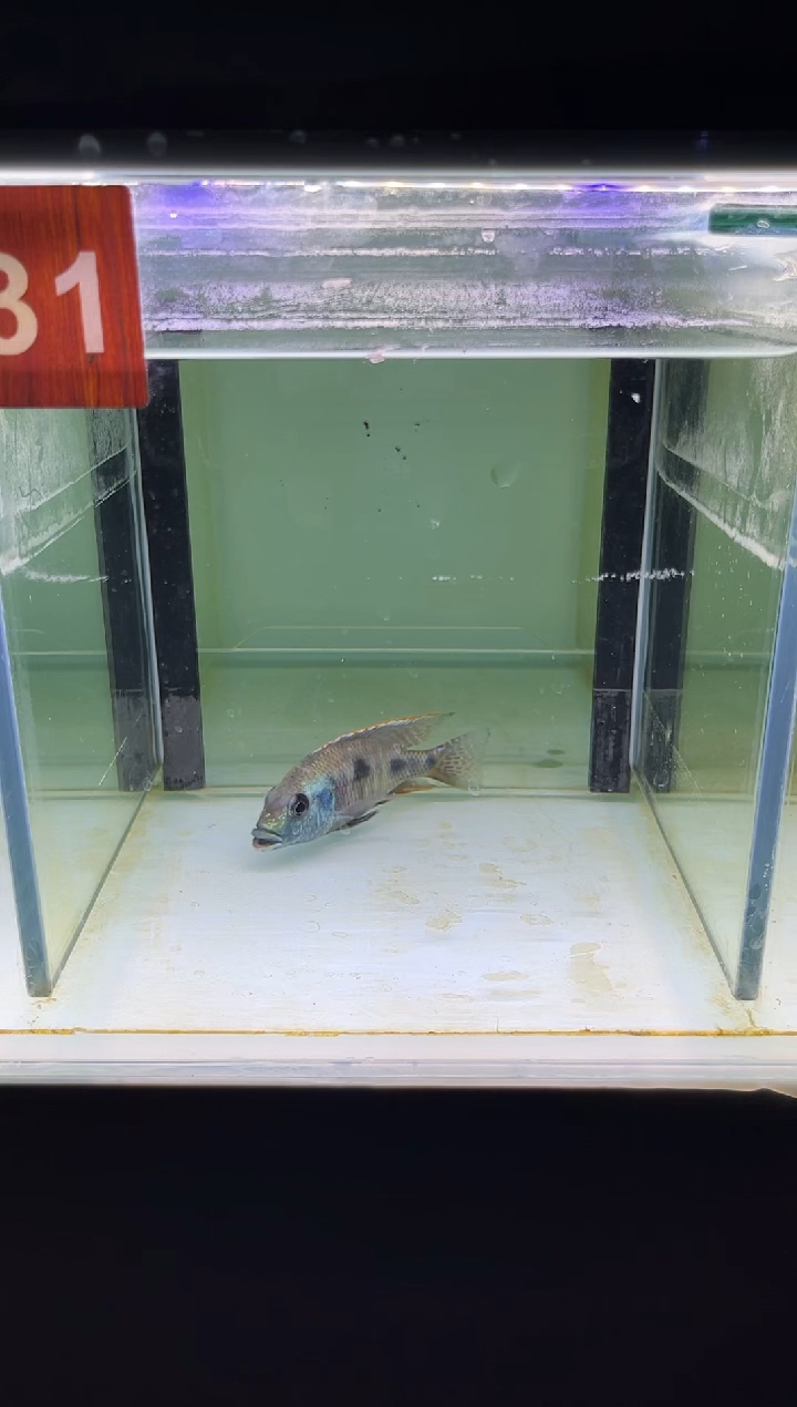 海水三湖慈鲷人工