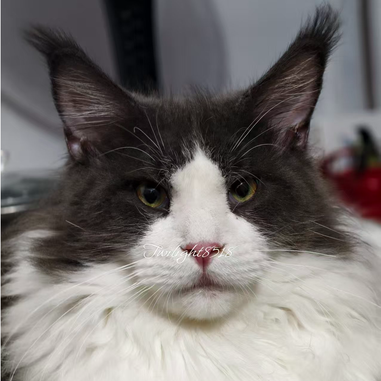 俄系缅因库恩猫幼猫凯米尔银虎红虎棕虎斑烟灰色紫金活体猫咪纯种