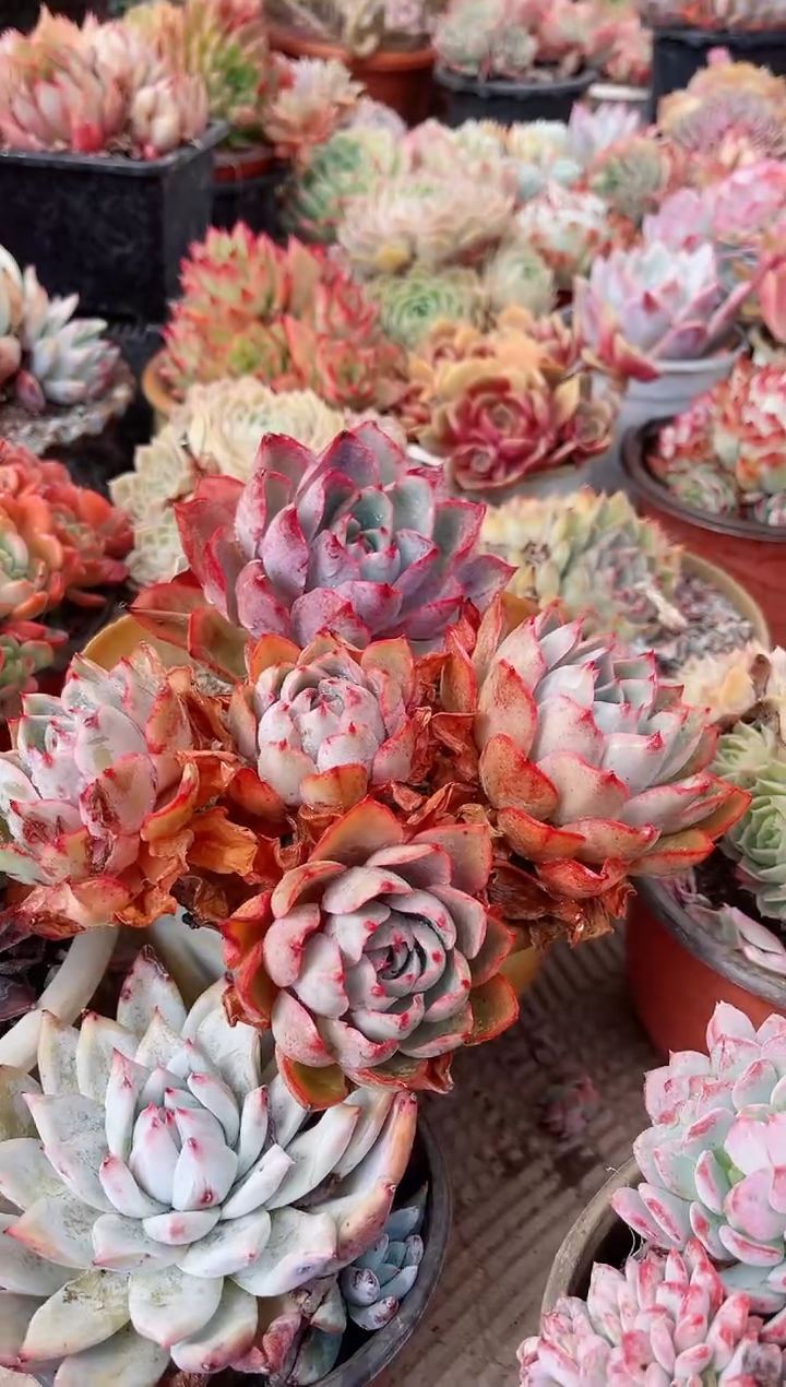 【闪购商品】09261