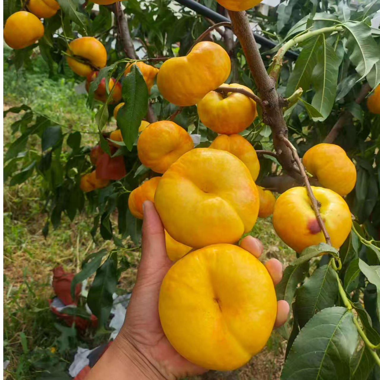 油蟠23 落叶后发苗