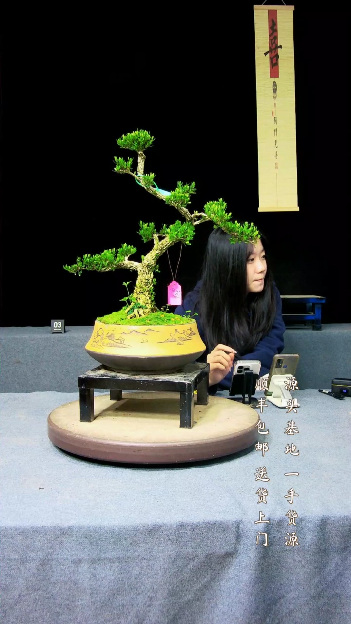 【闪购商品】黄杨盆景黄杨盆景