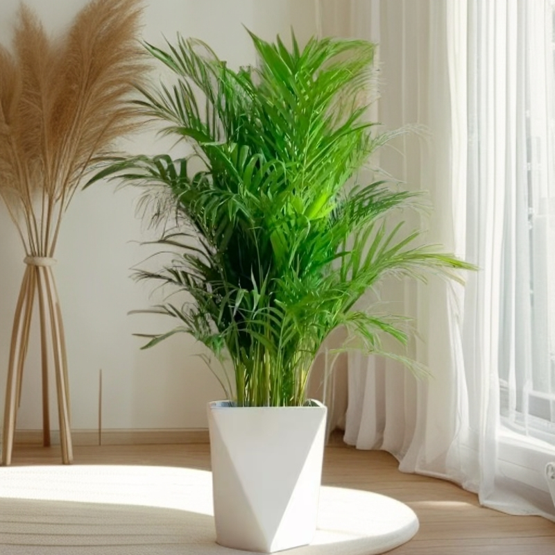 【1.2-1.4米】富贵椰子室内绿植正宗高档 办公室客厅散尾葵落地摆放