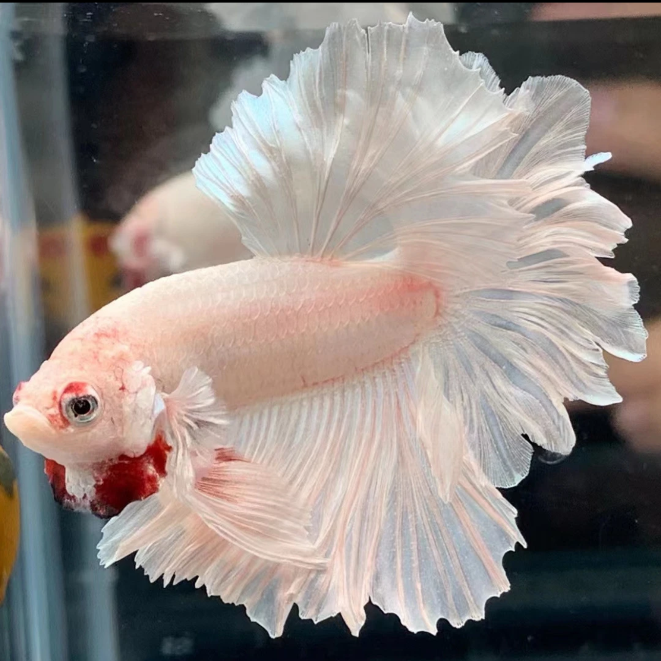 C10(217-240)精品泰国斗鱼小型热带观赏鱼