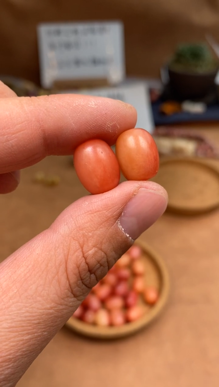 【闪购商品】牛骨其他P850-牛骨枣珠2个-有棕裂