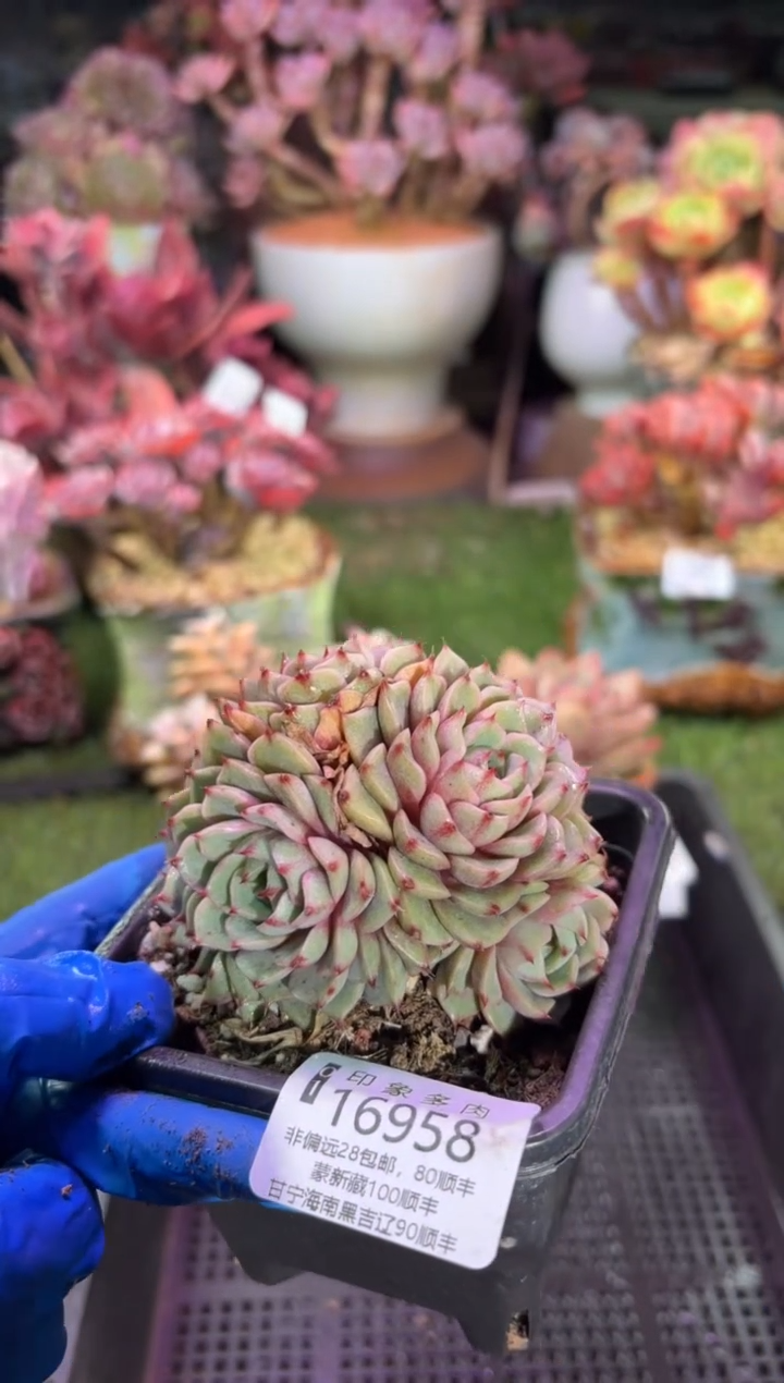 【闪购商品】16958