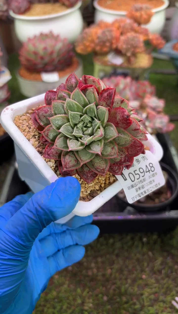 【闪购商品】05948