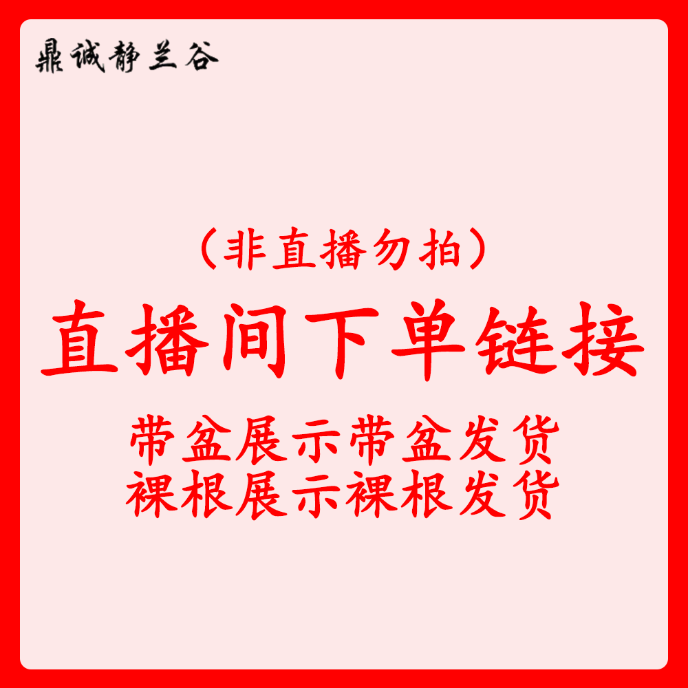 鼎诚静兰谷【直】兰花直播链接002