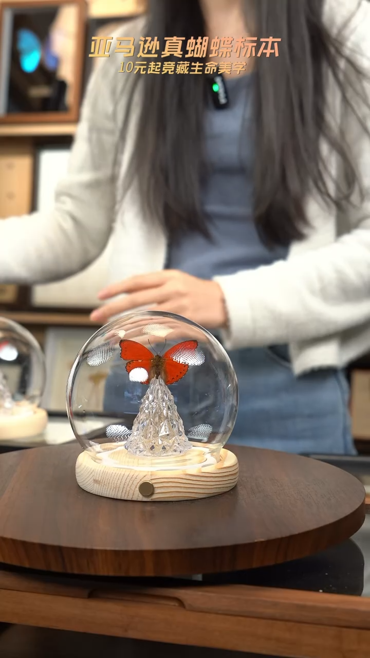 蝴蝶标本摆件竞拍e178