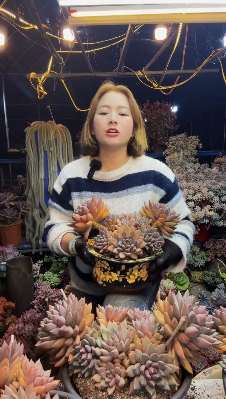 红象牙老桩脱土包邮