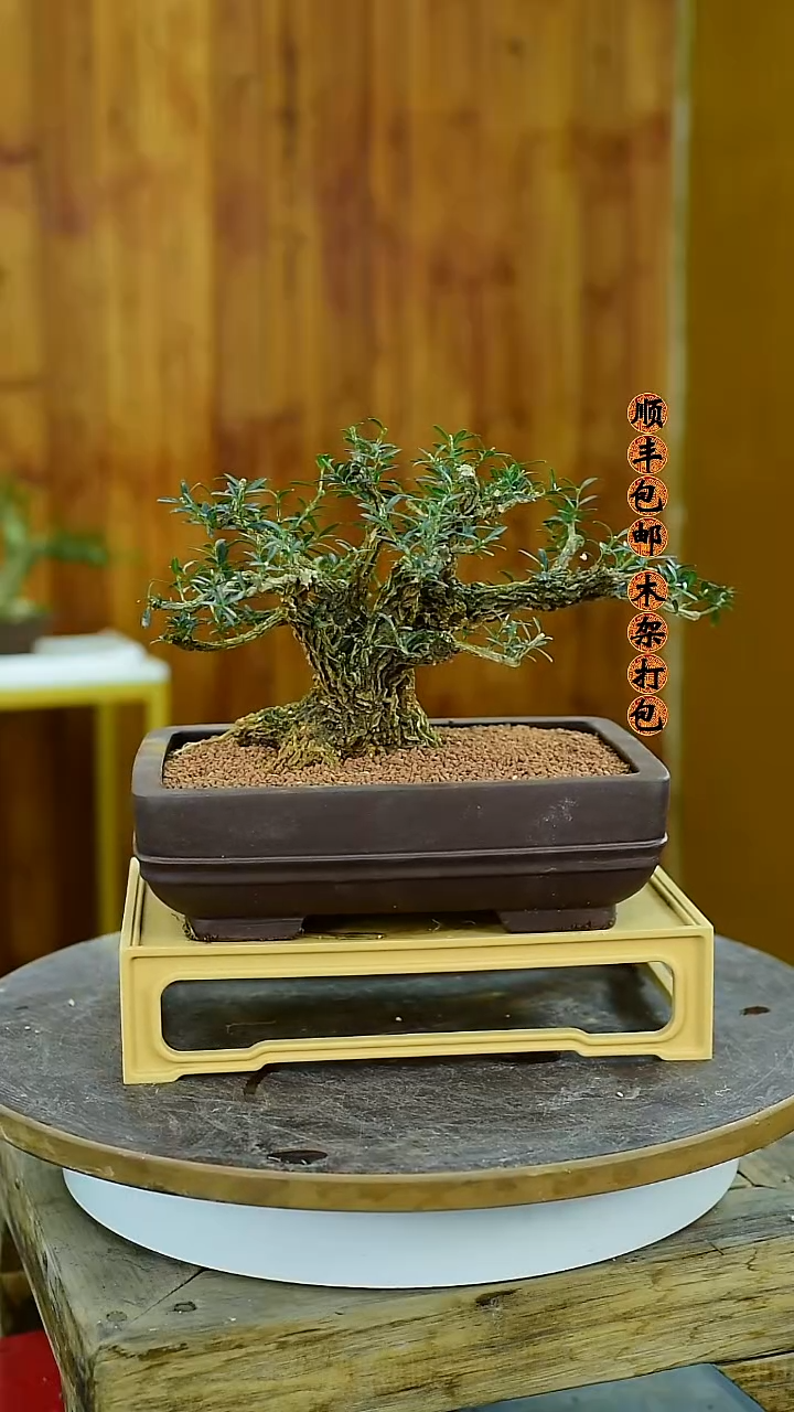 多**生福建闽江雀舌皱皮黄杨