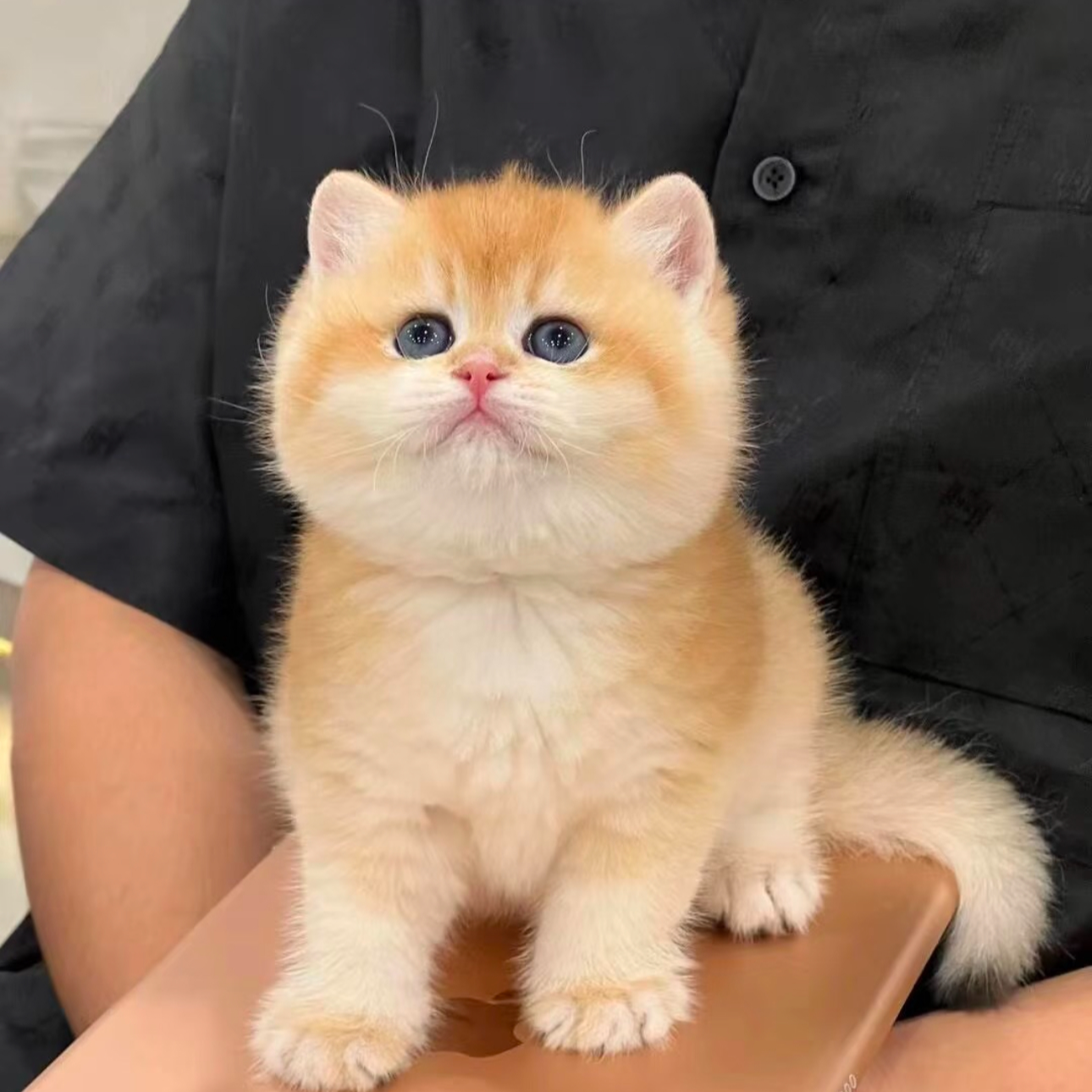 《猛男说猫》~猫咪活体链接