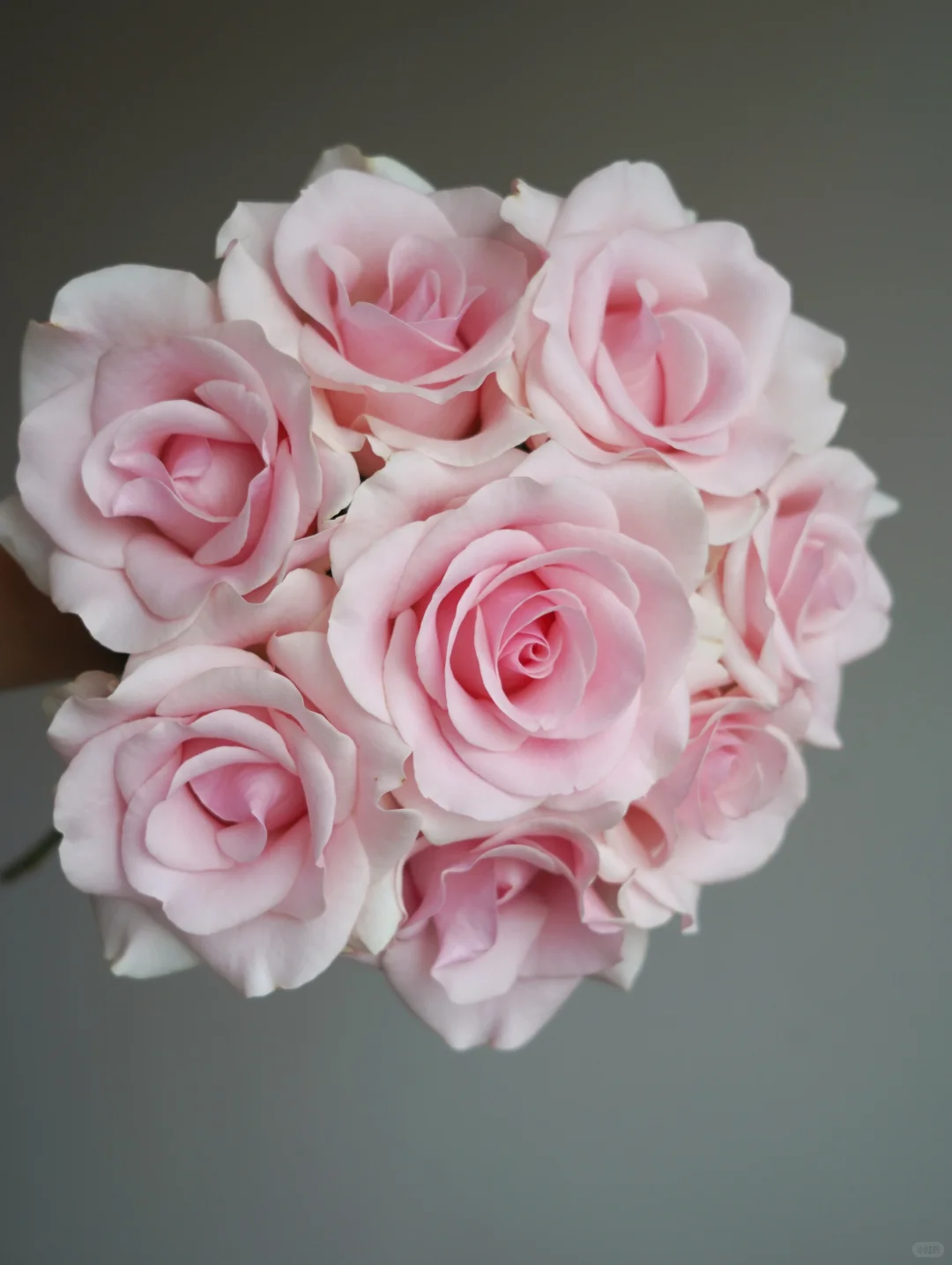 【粉佳人单头玫瑰】 收到需醒花 云南爆品鲜花基地直发