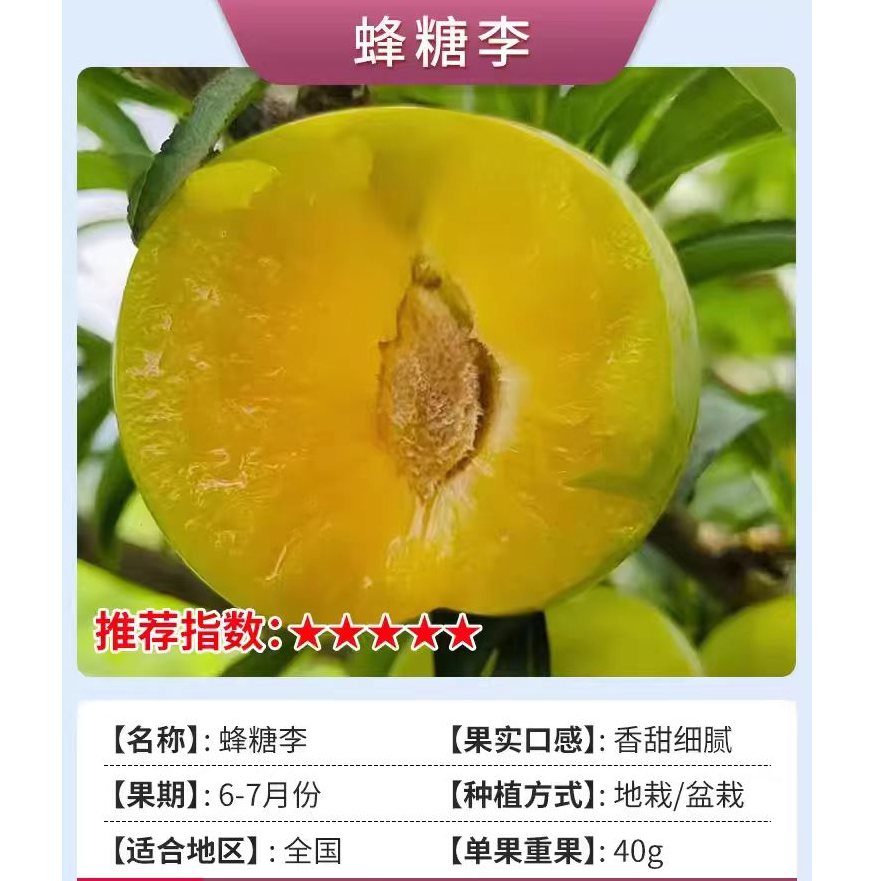 嫁接李子树苗 脱核李蜂糖李子树苗 盆栽地栽南北方种植