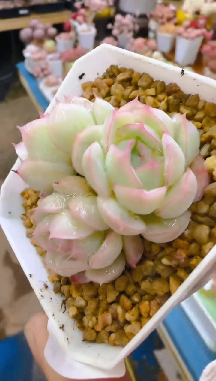 美—378—仙农（白月)