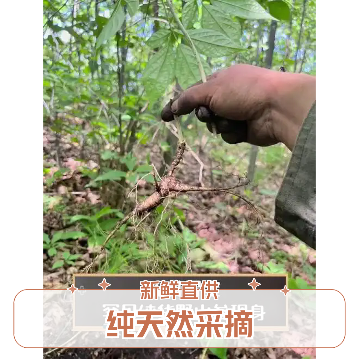 长白山新鲜林下参（直播间改价链接鲜货非质量问题不退）