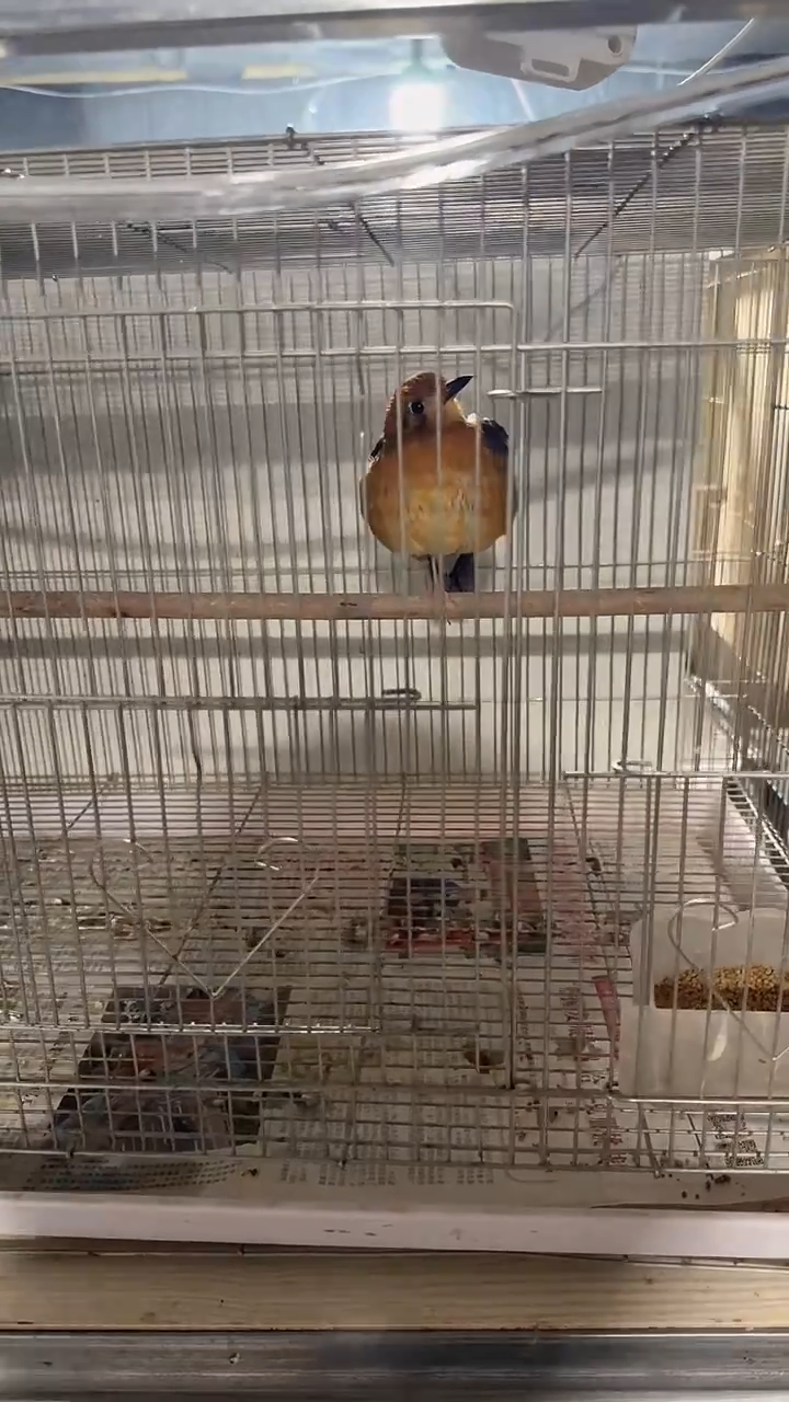 虎皮鹦鹉54号  海南橙头雏子 养笼0元起拍