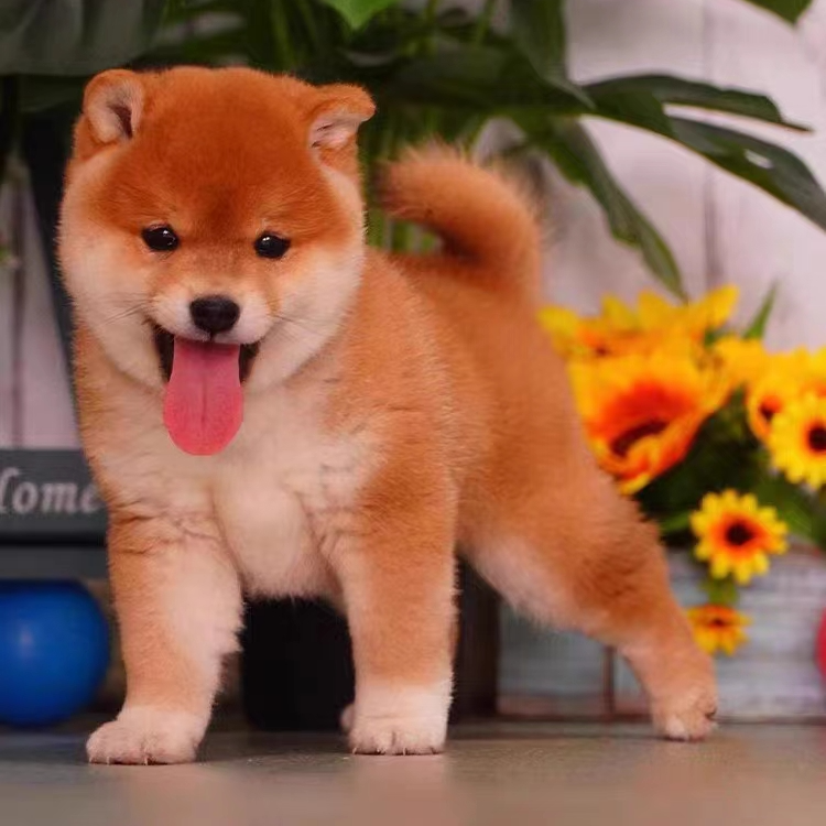 柴犬幼犬成犬纯种家庭宠物可爱伴侣